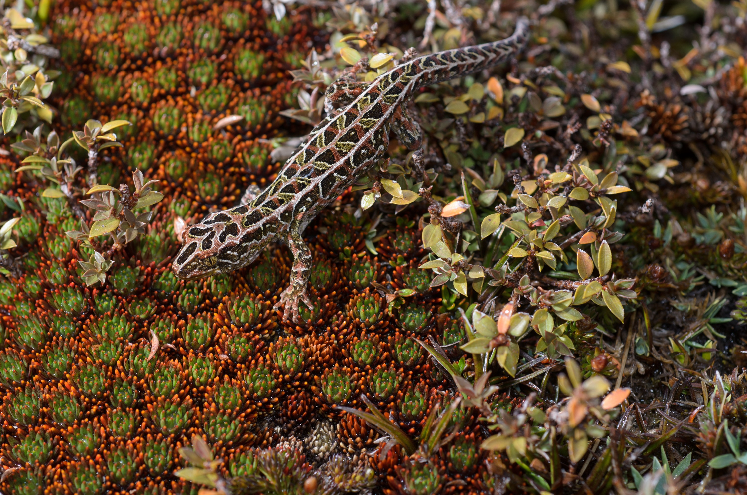 DSC_2803 – Adventure, Crispin, Hoplodactylus, Island, March 2017, National Park, New, New Zealand, Rakiura, South, Stewart, Tukutuku rakiurae, Zealand, amazing, gecko, harlequin gecko, rare, stunning